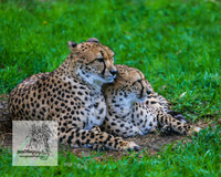 MogoZooApr21_0175