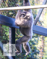MogoZooApr21_0051