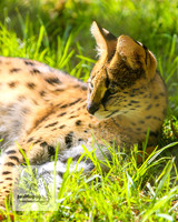 MogoZooApr21_0024