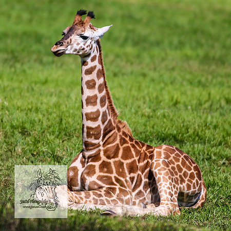 MogoZooApr21_0451
