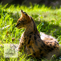 MogoZooApr21_0037