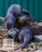 MogoZooApr21_0132