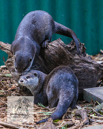 MogoZooApr21_0132