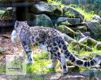 MogoZooApr21_0088