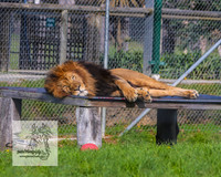 MogoZooApr21_0153