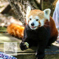 MogoZooApr21_0041