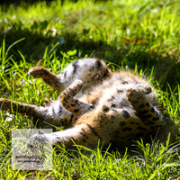MogoZooApr21_0030