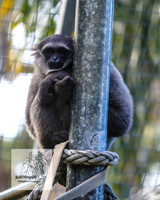 MogoZooApr21_0075