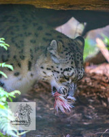 MogoZooApr21_0095
