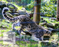 MogoZooApr21_0078