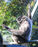 MogoZooApr21_0056
