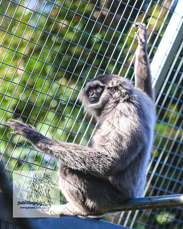 MogoZooApr21_0056