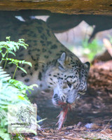 MogoZooApr21_0102
