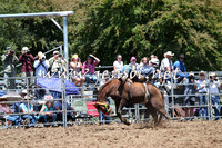 Taralga2015_3704