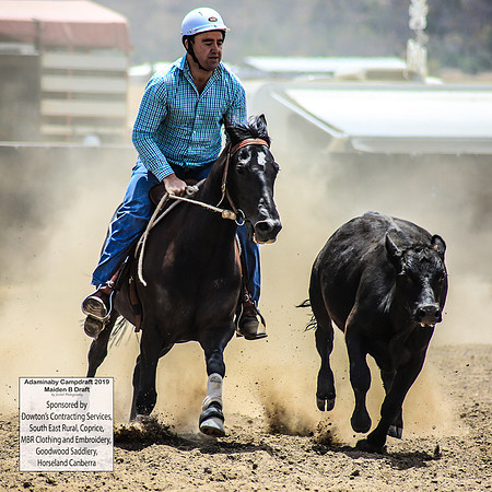 AdaminabyCampdraft2019_0737