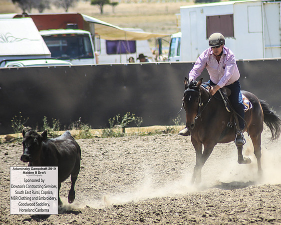 AdaminabyCampdraft2019_0641