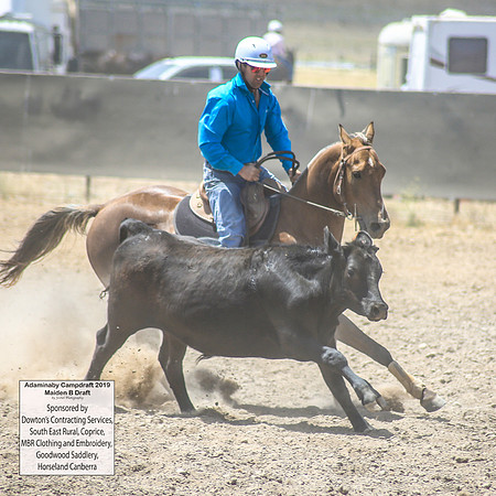 AdaminabyCampdraft2019_0631