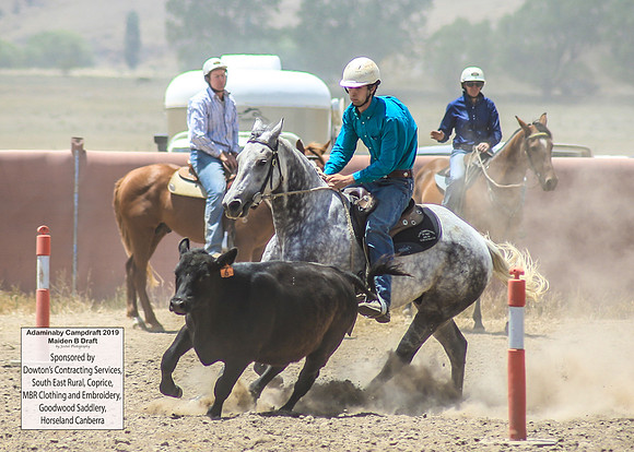 AdaminabyCampdraft2019_0860