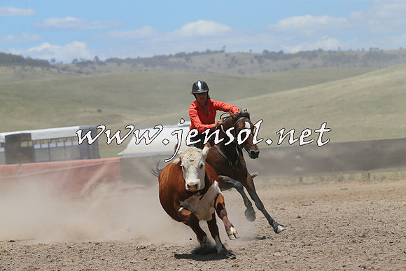 AdaminabyCampdraft2014_0280