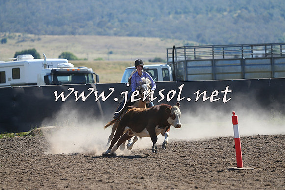AdaminabyCampdraft2014_0790