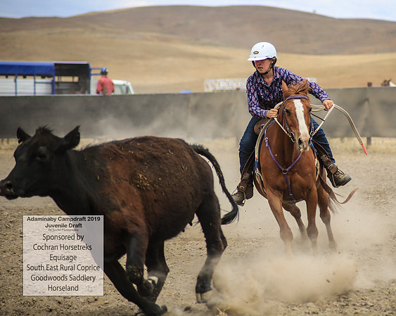 AdaminabyCampdraft2019_1263