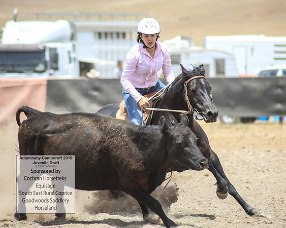 AdaminabyCampdraft2019_1125