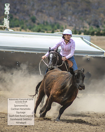AdaminabyCampdraft2019_1204