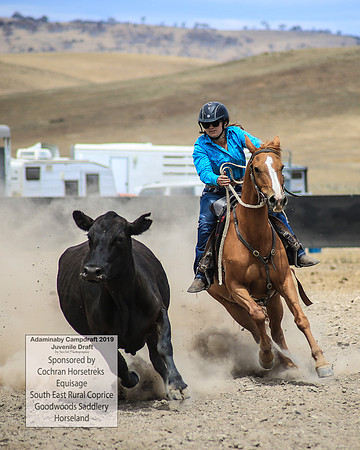 AdaminabyCampdraft2019_1237