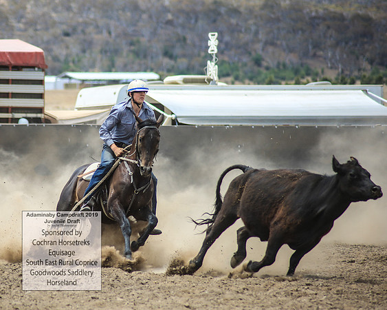 AdaminabyCampdraft2019_1176