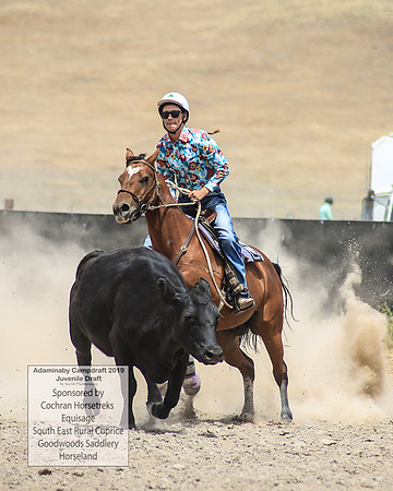 AdaminabyCampdraft2019_1140