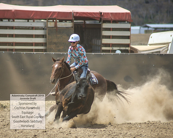 AdaminabyCampdraft2019_1242