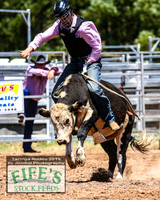 Junior and Juvenile Steers