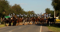 barellanthurs_0051