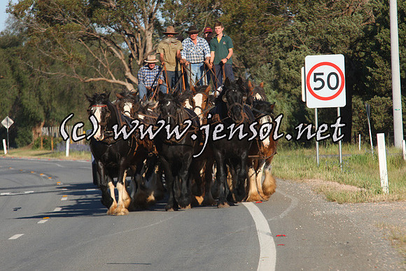 barellanthurs_0075