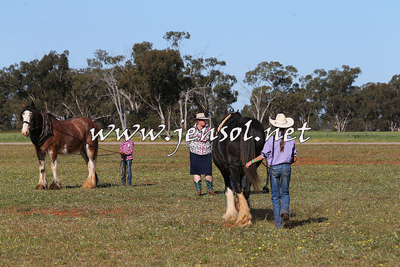 Barellan2015_0290