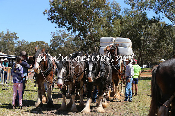 Barellan2015_0342