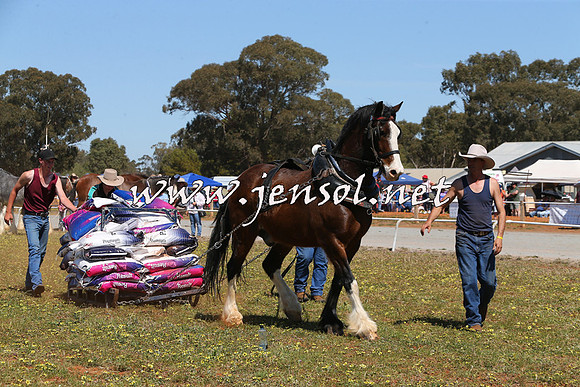Barellan2015_0159