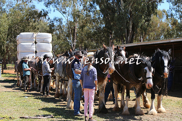 Barellan2015_0341