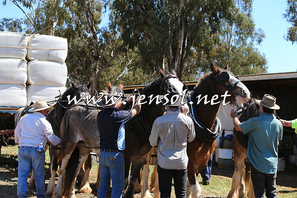 Barellan2015_0339