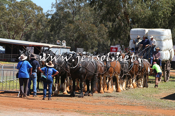 Barellan2015_0362