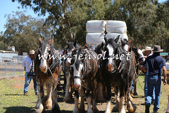 Barellan2015_0344