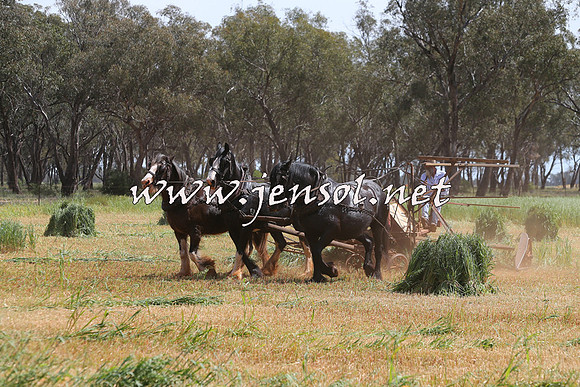 Barellan2015_0012
