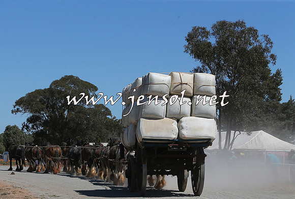 Barellan2015_0392