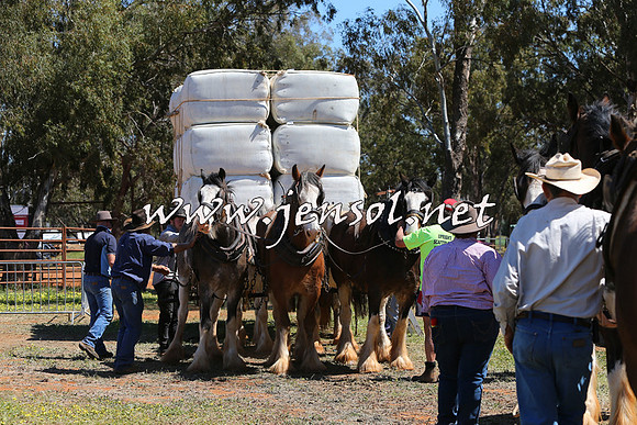 Barellan2015_0336