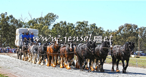 Barellan2015_0245