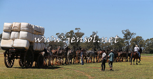 Barellan2015_0382