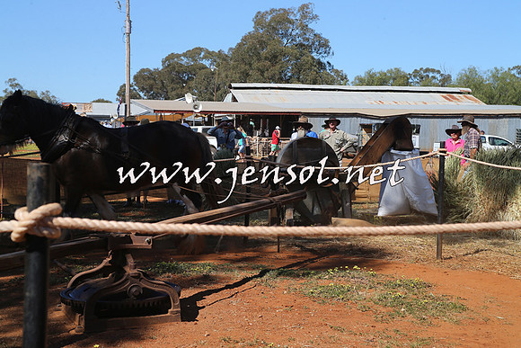 Barellan2015_0116