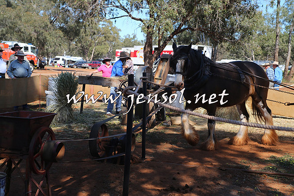 Barellan2015_0110