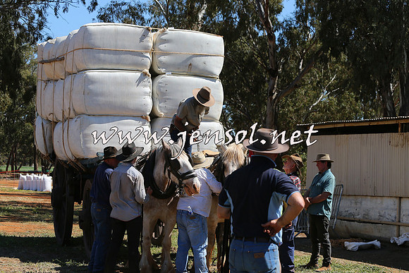 Barellan2015_0333