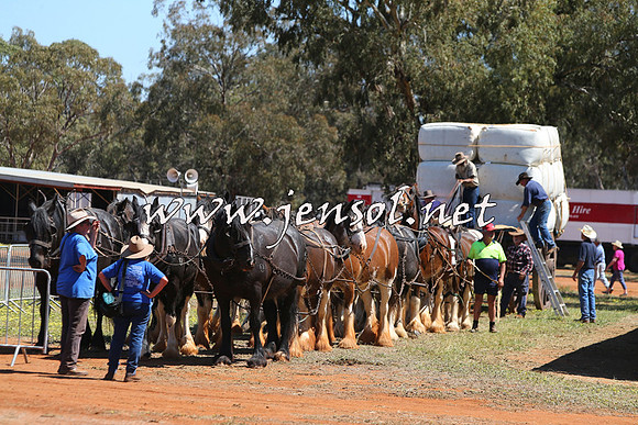 Barellan2015_0358